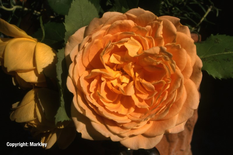 Rosa 'Golden Celebration' -R-