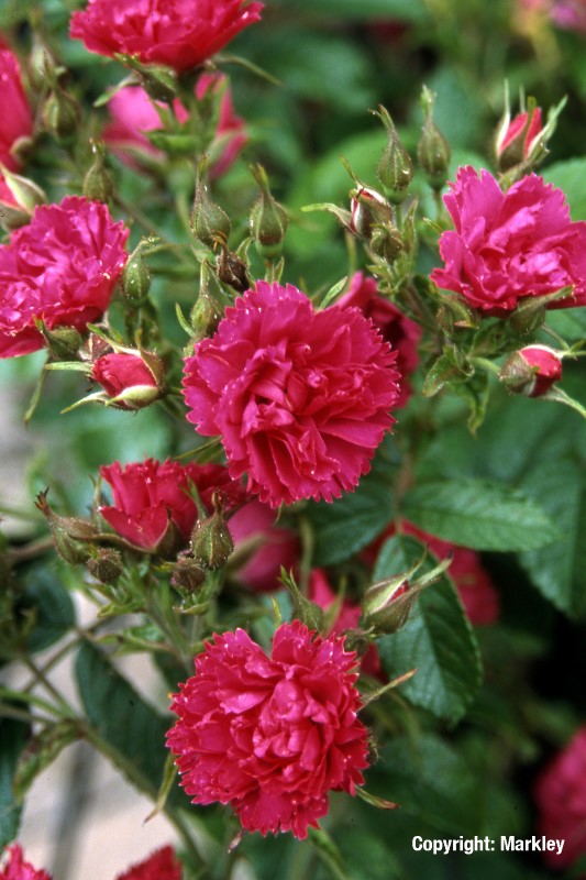 Rosa rugosa 'F. J. Grootendorst'