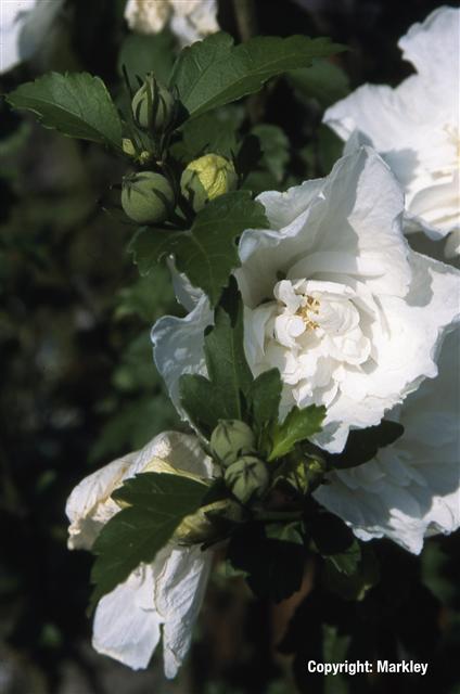Hibiscus syriacus 'White Chiffon'