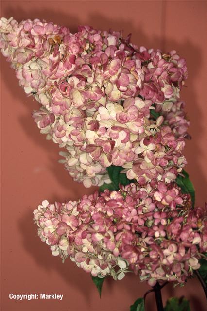 Hydrangea paniculata 'Vanille-Fraise'