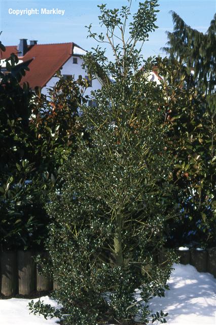 Ilex aquifolium 'J.C. van Tol'