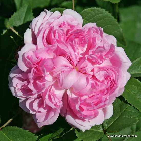 Rosa 'Jacques Cartier' -R-