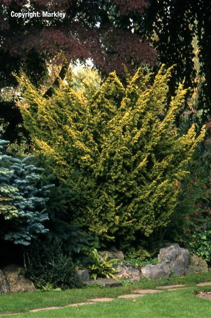 Juniperus chinensis 'Plumosa Aurea'