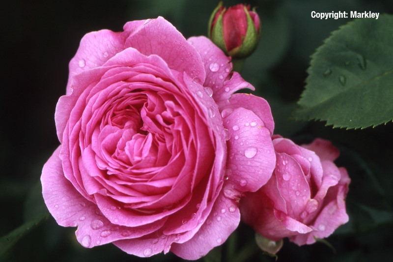 Rosa 'Mary Rose' -R-