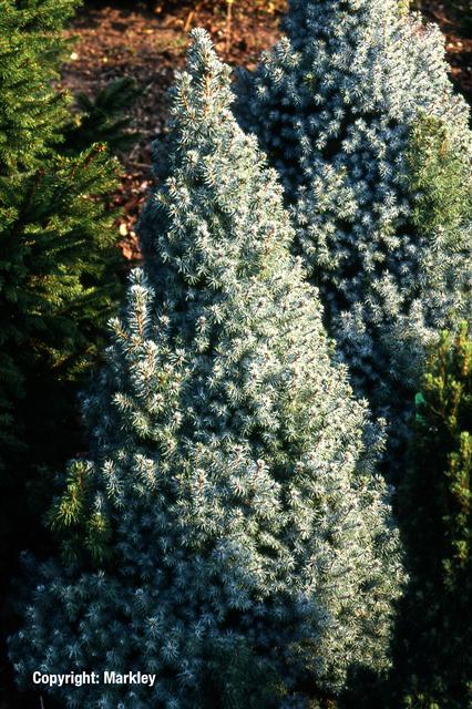 Picea glauca 'Alberta Blue'