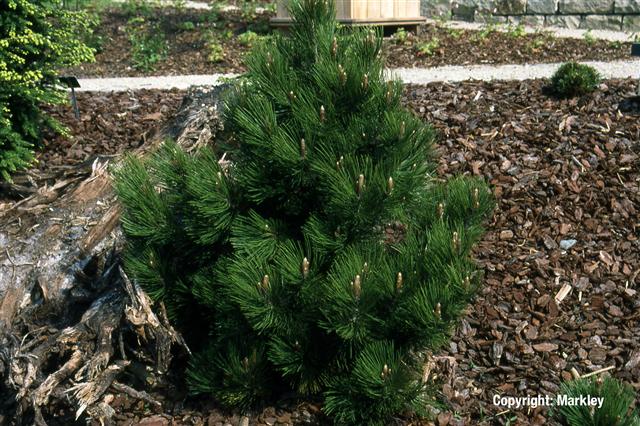 Pinus leucodermis 'Compact Gem'