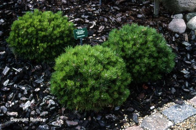 Pinus nigra 'Gaelle Bregeon'