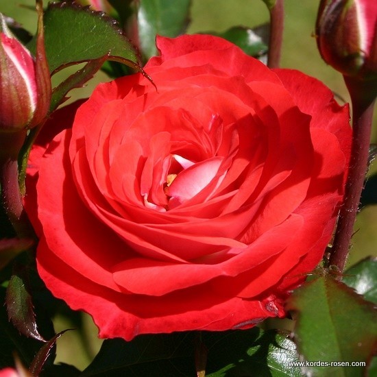 Rosa 'Planten un Blomen' -R-