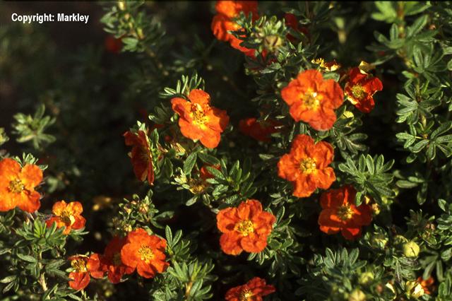 Potentilla fruticosa 'Red Ace'