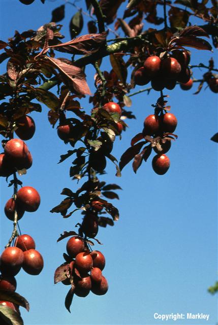 Prunus cerasifera 'Trailblazer' ('Hollywood')
