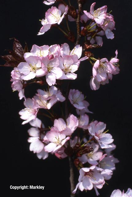 Prunus 'Hally Jolivette'