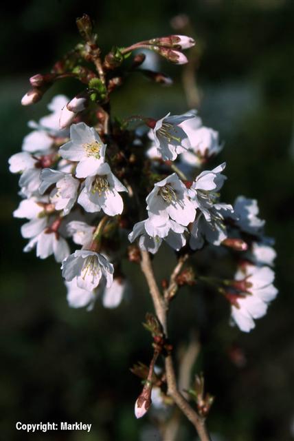 Prunus incisa 'Kojou No-mai'
