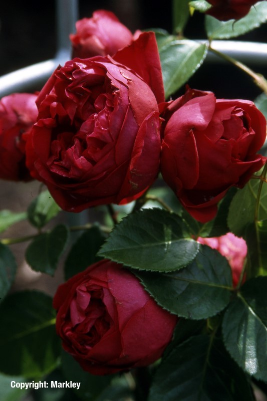 Rosa 'Red Eden Rose' -R-