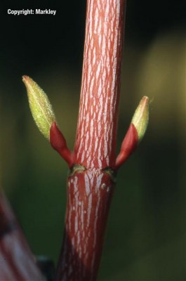 Acer conspicuum 'Phoenix'