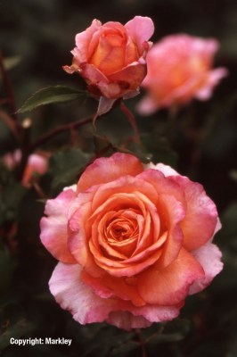 Rosa 'Albrecht Dürer Rose' -R-