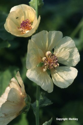 Alcea 'Parkallee' (Alcalthaea suffrutescens 'Parkallee')