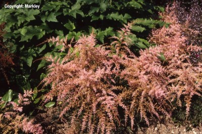 Astilbe glaberrima 'Sprite'