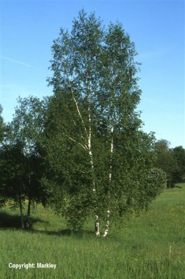 Betula pendula