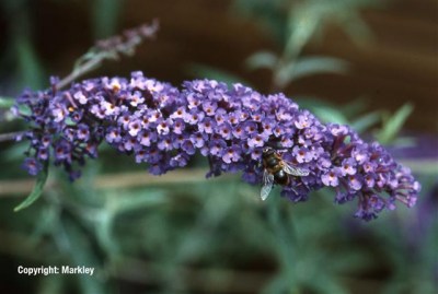 Buddleja davidii 'Empire Blue'