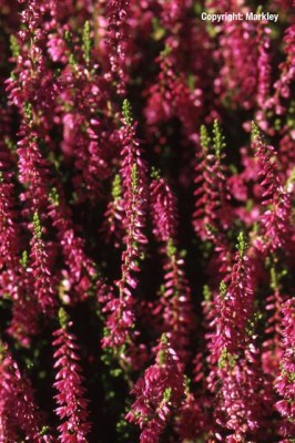 Calluna vulgaris 'Allegro'