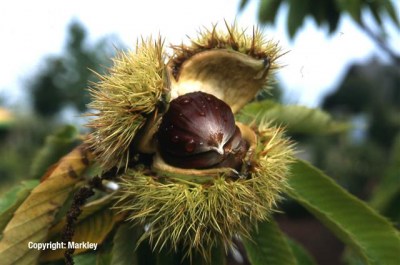 Castanea sativa