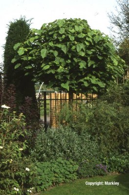 Catalpa bignonioides 'Nana'