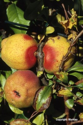 Chaenomeles superba 'Crimson and Gold'