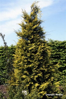 Chamaecyparis lawsoniana 'Stardust'