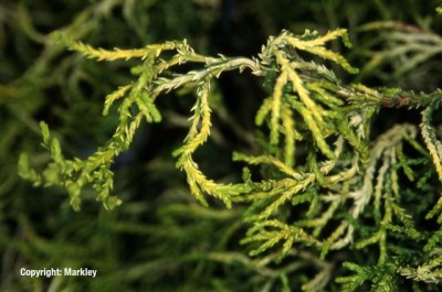 Chamaecyparis obtusa 'Tsatsumi Gold'