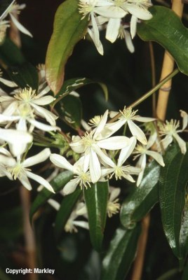 Clematis armandii