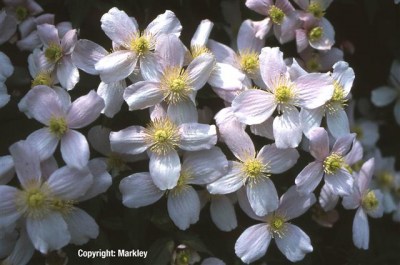 Clematis montana 'Rubens'