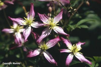 Clematis triternata 'Rubromarginata'