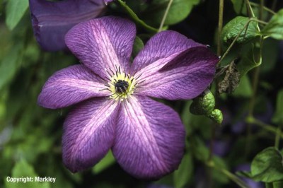 Clematis viticella 'Venosa Violacea'