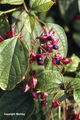 Clerodendrum trichotomum