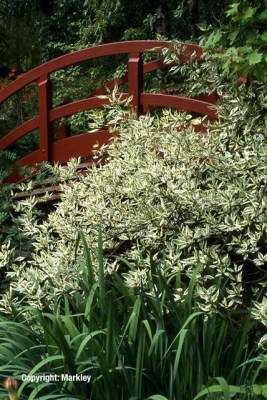 Cornus alba 'Elegantissima' (C. alba 'Argenteomarginata')