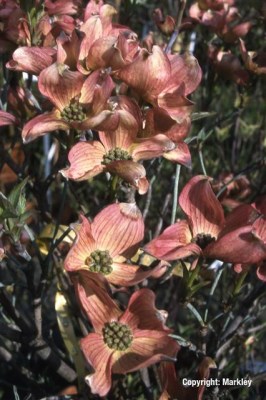 Cornus florida 'Cherokee Chief'