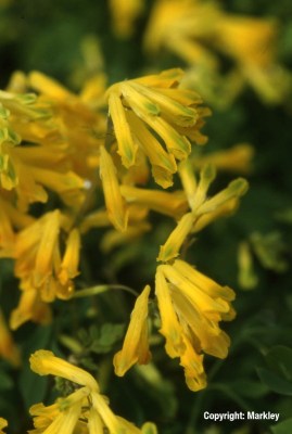 Corydalis lutea