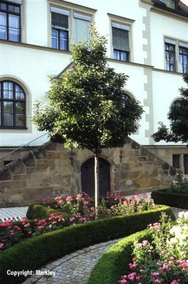 Crataegus lavallei 'Carrierei'