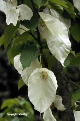 Davidia involucrata var. vilmoriniana