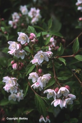 Deutzia kalmiiflora