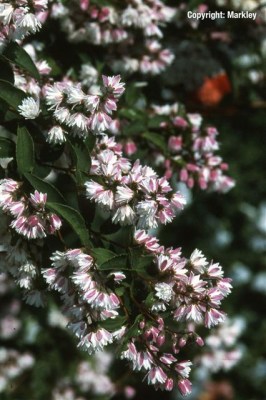 Deutzia scabra 'Plena'