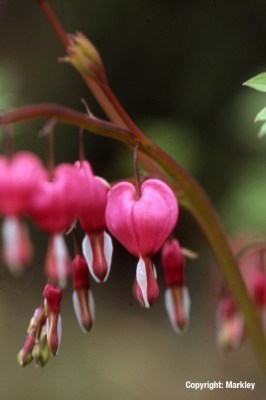 Dicentra spectabilis