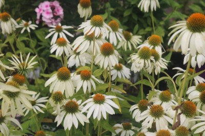 echinacea_purpurea_alba