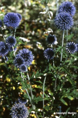 Echinops ritro 'Veitch's Blue'