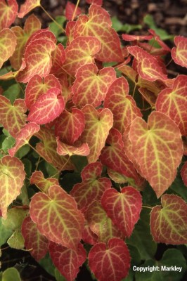 Epimedium perralchicum 'Frohnleiten'