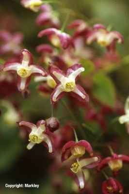 Epimedium rubrum
