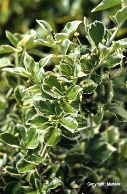 Euonymus fortunei 'Emerald Gaiety'