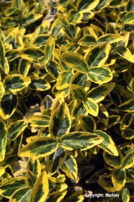 Euonymus fortunei 'Emerald 'n' Gold'