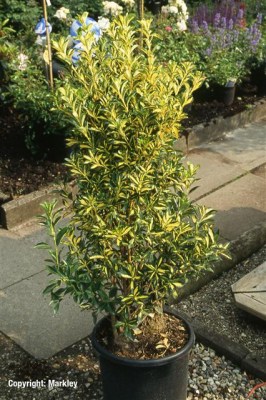 Euonymus japonicus 'Aureopictus' ('Aureus')