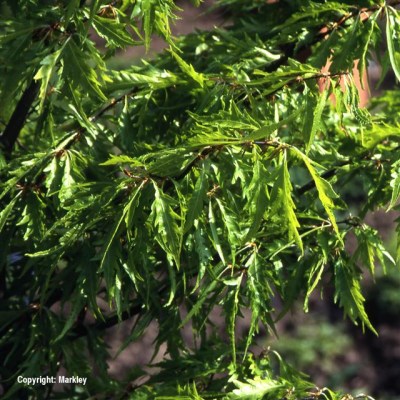 Fagus sylvatica 'Asplenifolia'